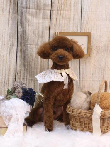 20241031むぎくん